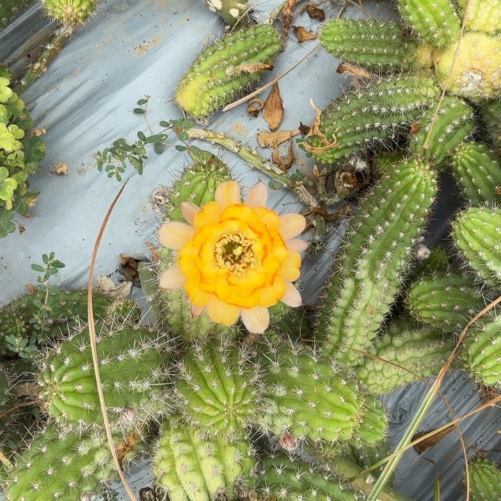 矮胖白檀1292侧芽一个