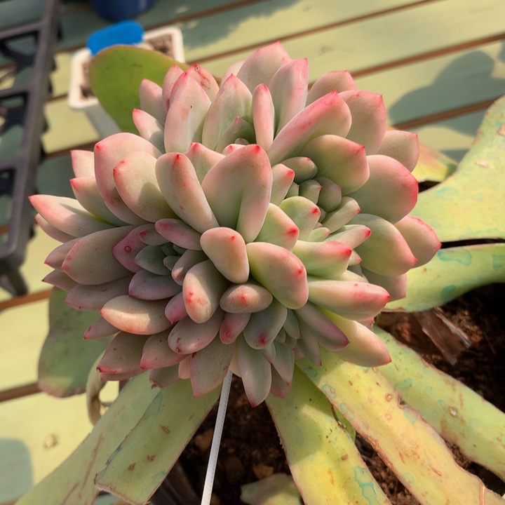 凌雪锦大群锦上园艺一物一拍