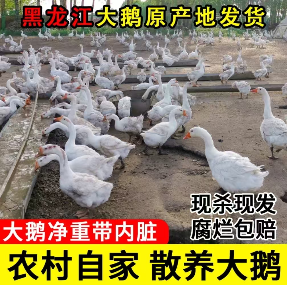 《京东包邮》农村林子散养笨大鹅 现杀现发 1只