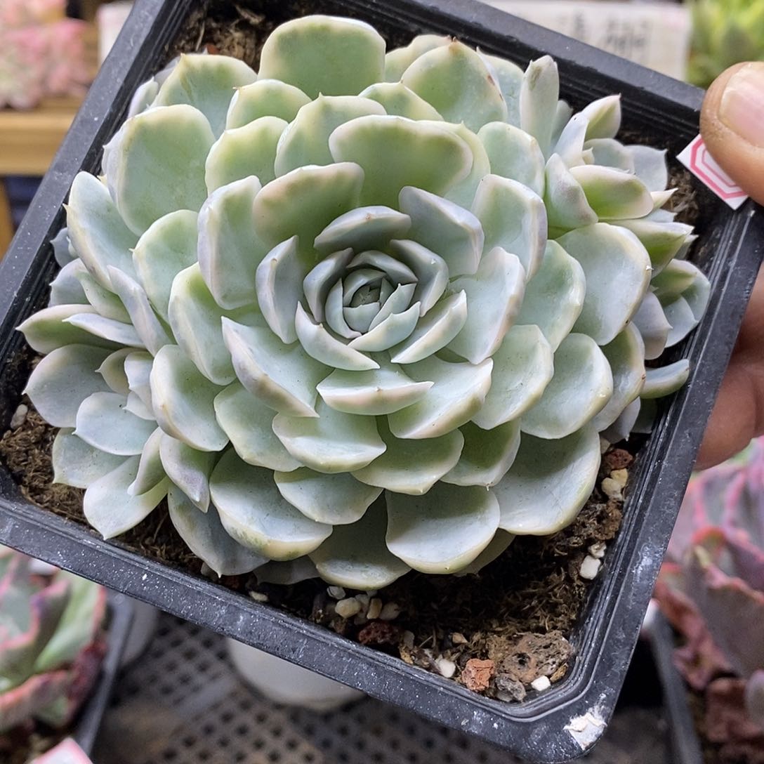 26195 雪球锦自然群