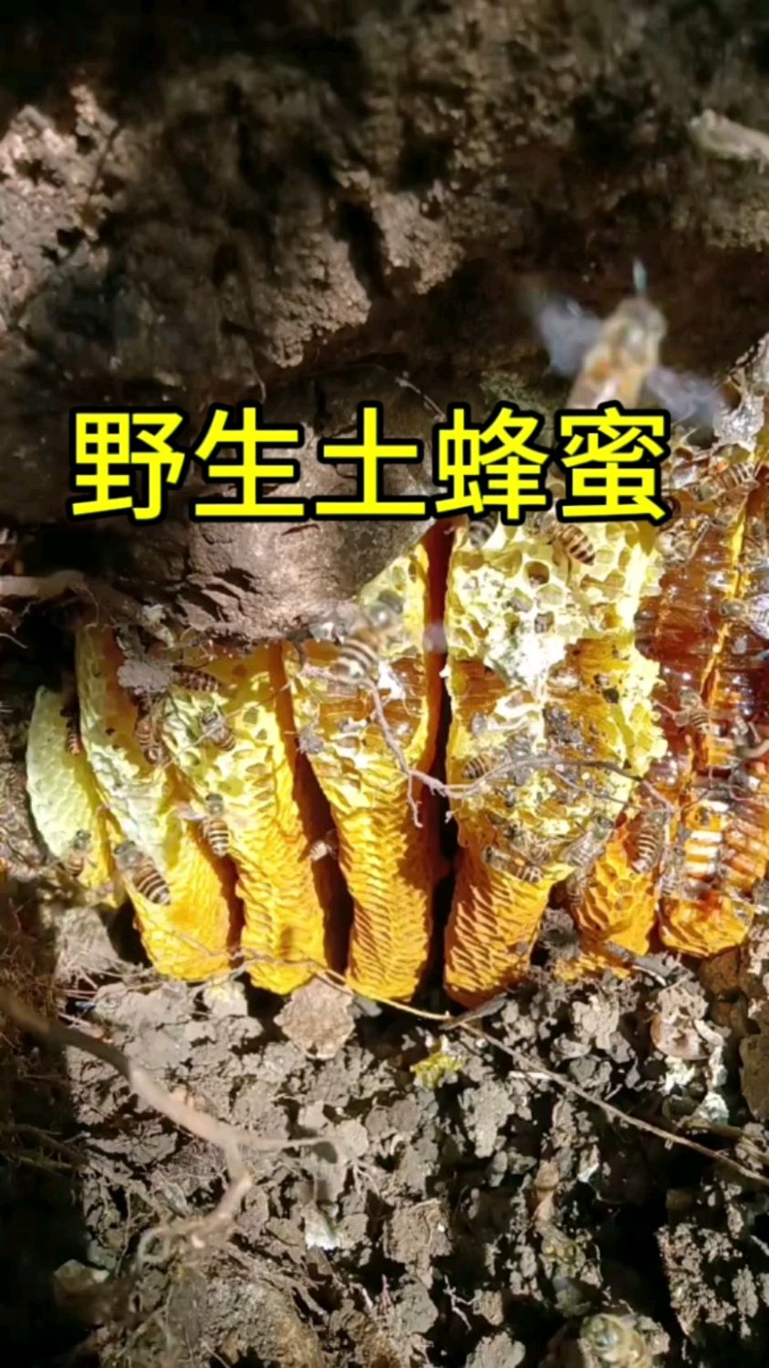 甘肃大山深处的土蜂蜜，生蜜