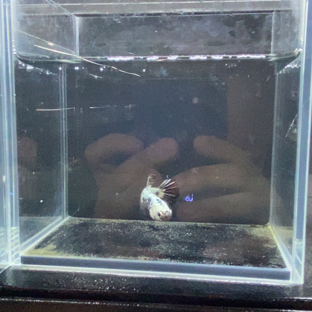 斗鱼包活不包损所见即所得160