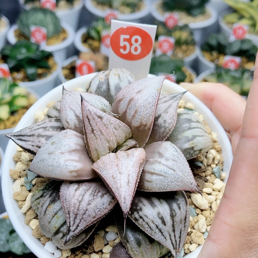 【闪购商品】58皇妃