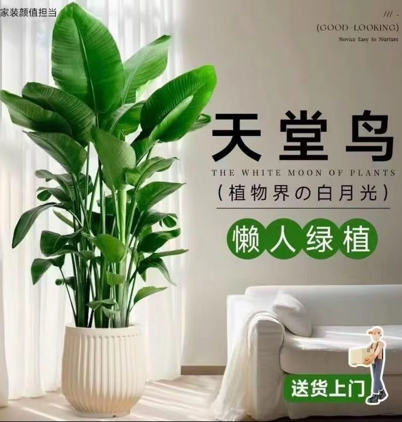 1.4-1.6米天堂鸟室内[顺丰/京东]送货上门盆栽好养活可净化空气