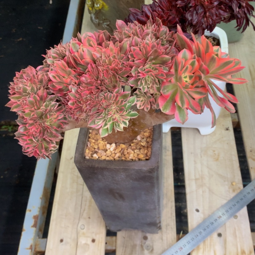 【闪购商品】红陶馨**?法师法师388