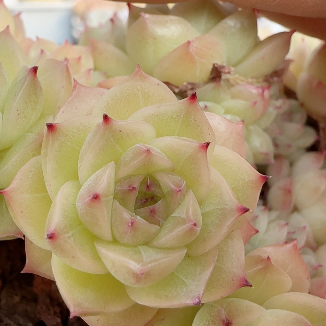 陈**儿【闪购商品】0124-110（ttp-46-1）