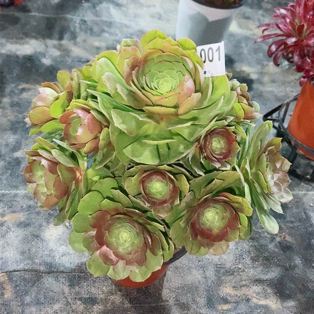 万圣节0018多肉1111