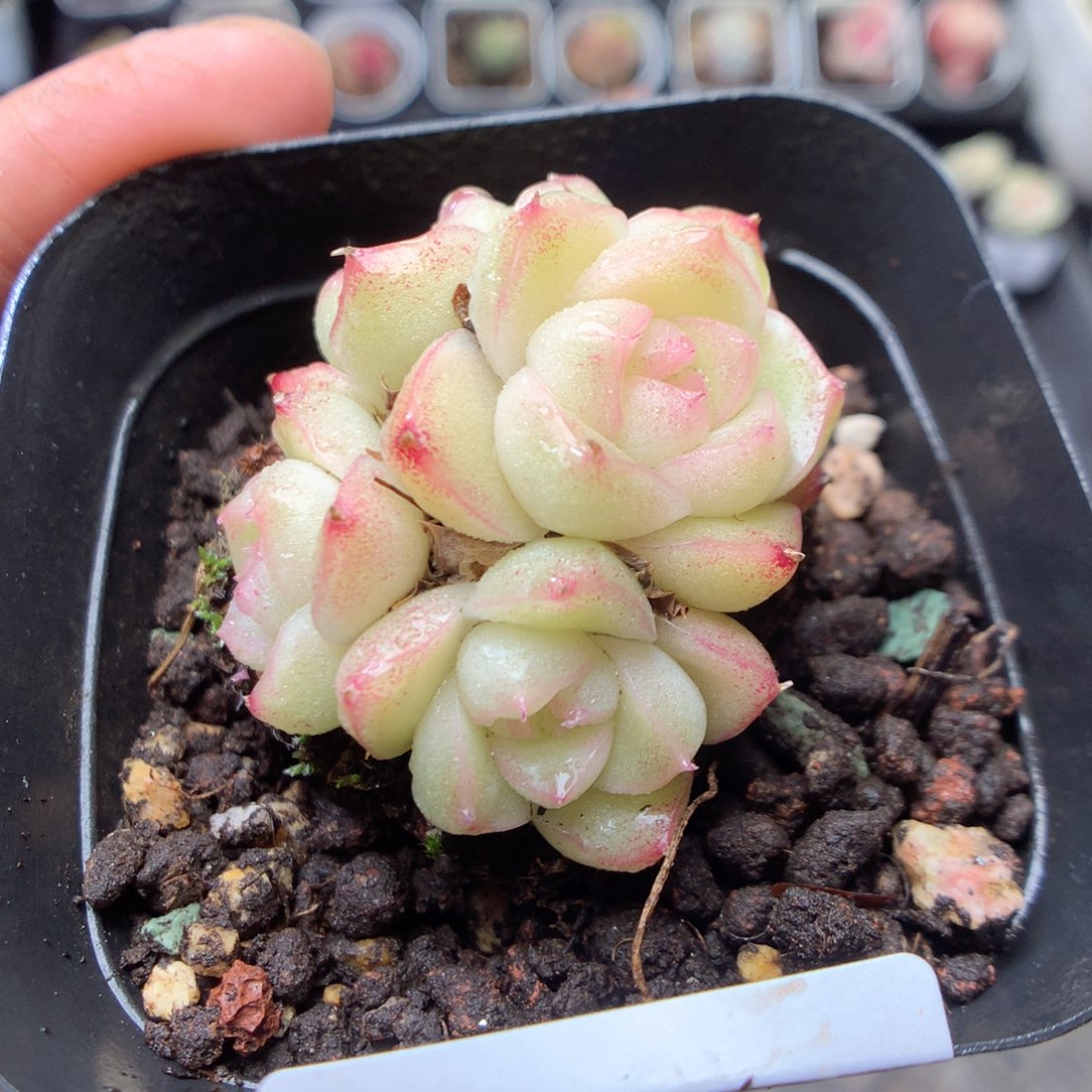 无花朵R57。yyyyyy