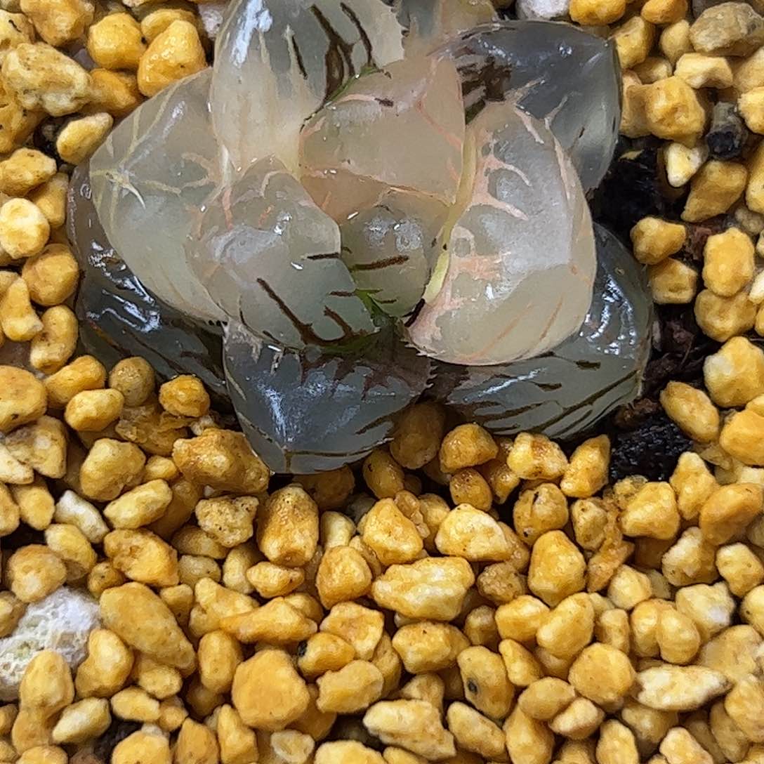 446水中月锦十二卷446