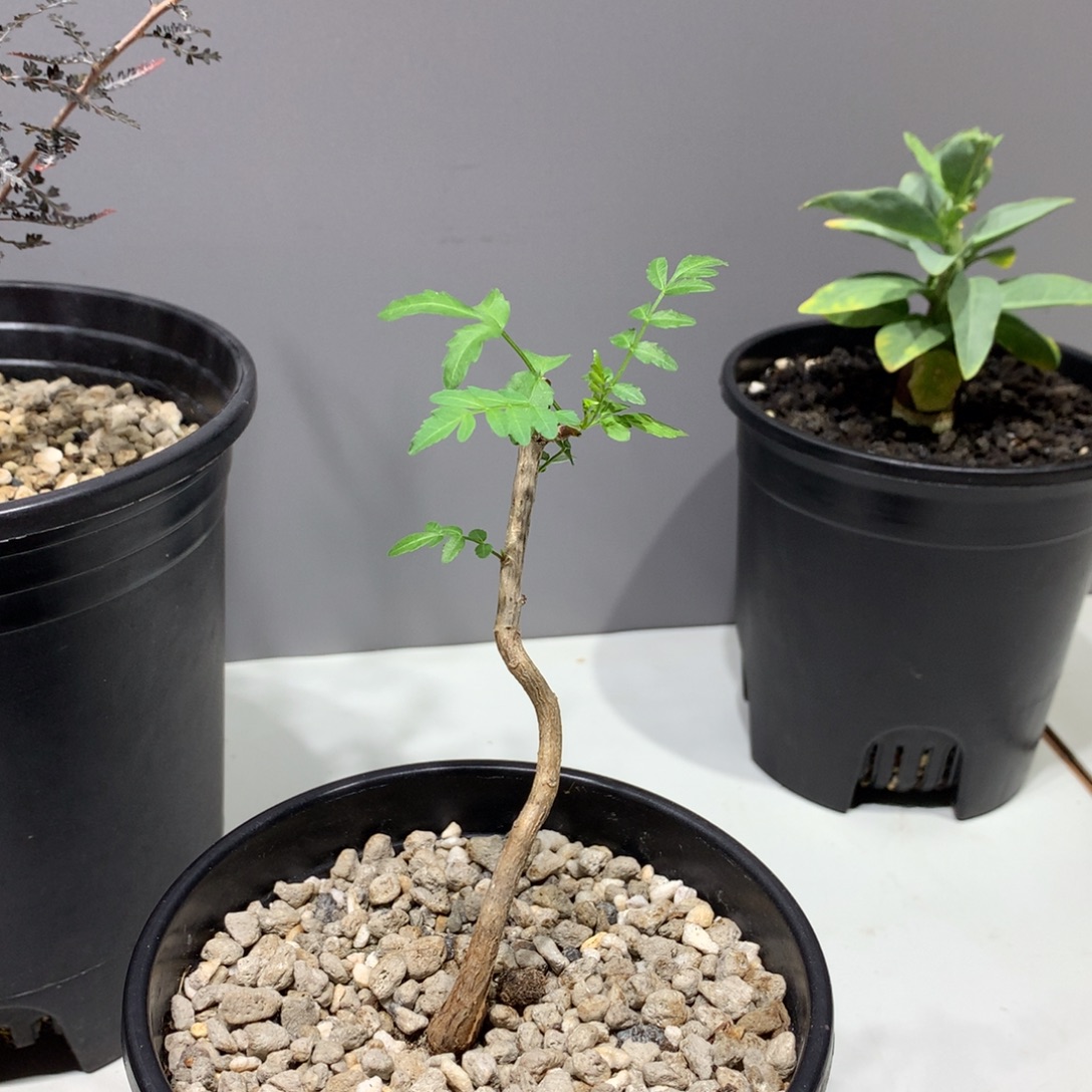 蛋蛋裂榄实生带盆土