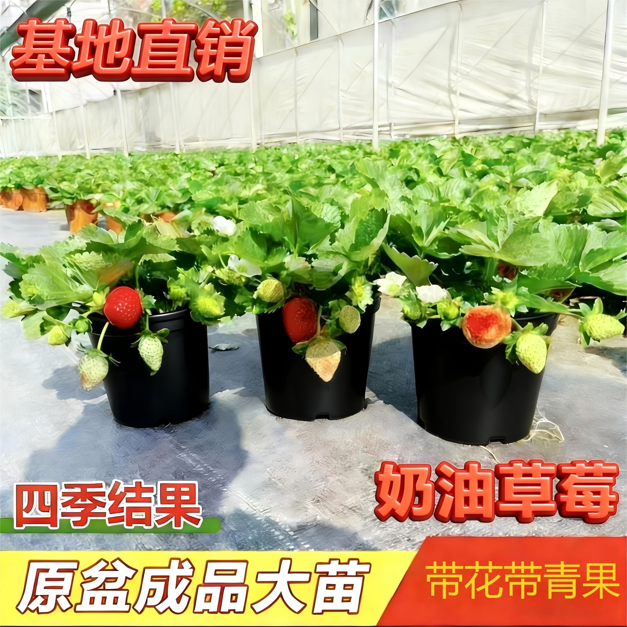 【带花带果】草莓盆栽室内外阳台客厅庭院种植盆栽四季结果苗黑盆