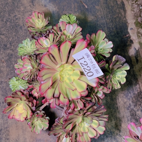 220维纳斯多肉植物