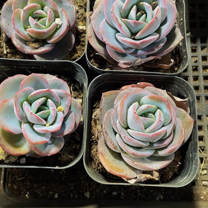 布鲁蓝3.8带盆土发