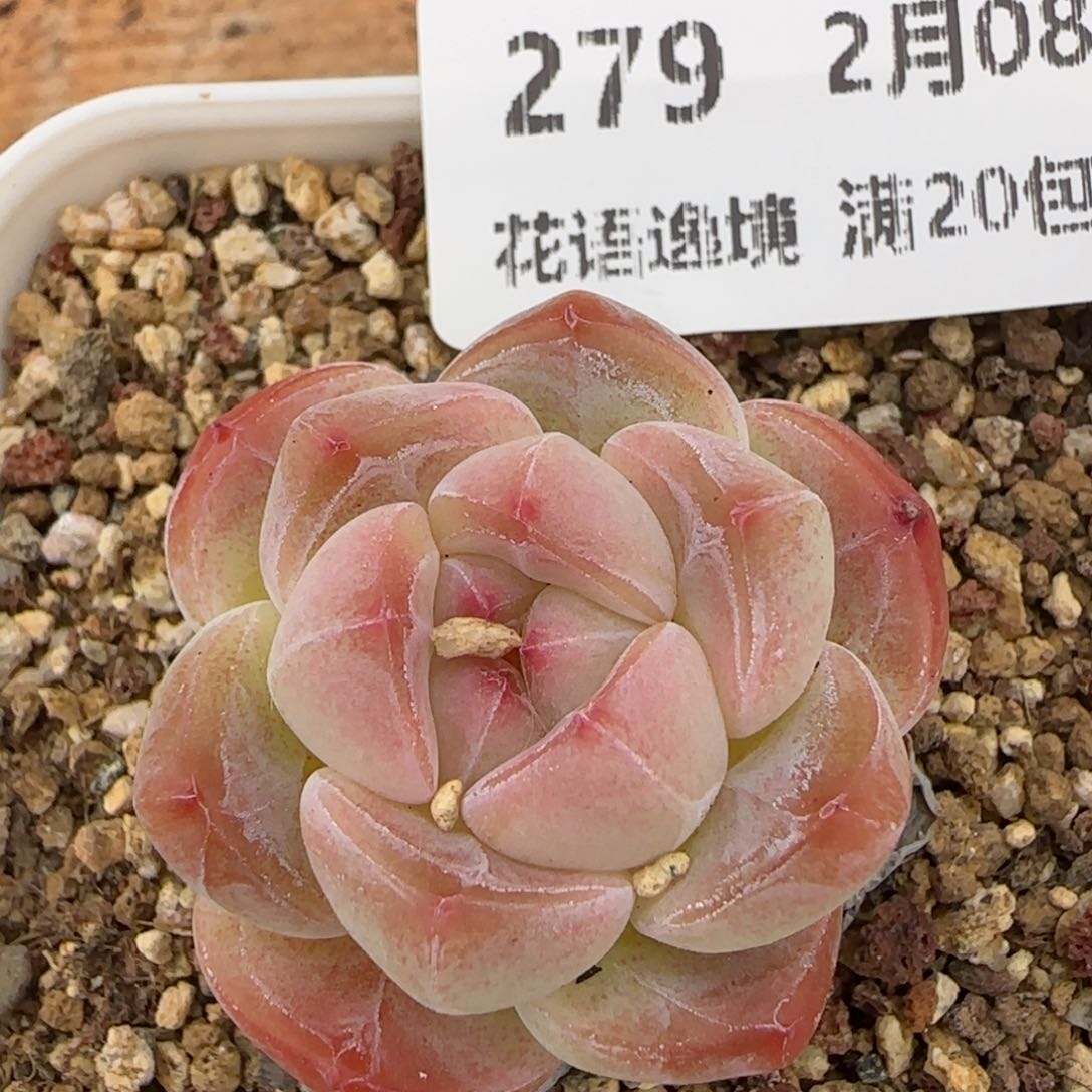 花语逸镜0208-279