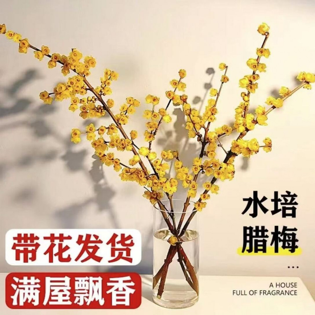 中国腊梅鲜花水养鲜切花干枝年宵花 · 80厘米【10枝装】带花苞满屋