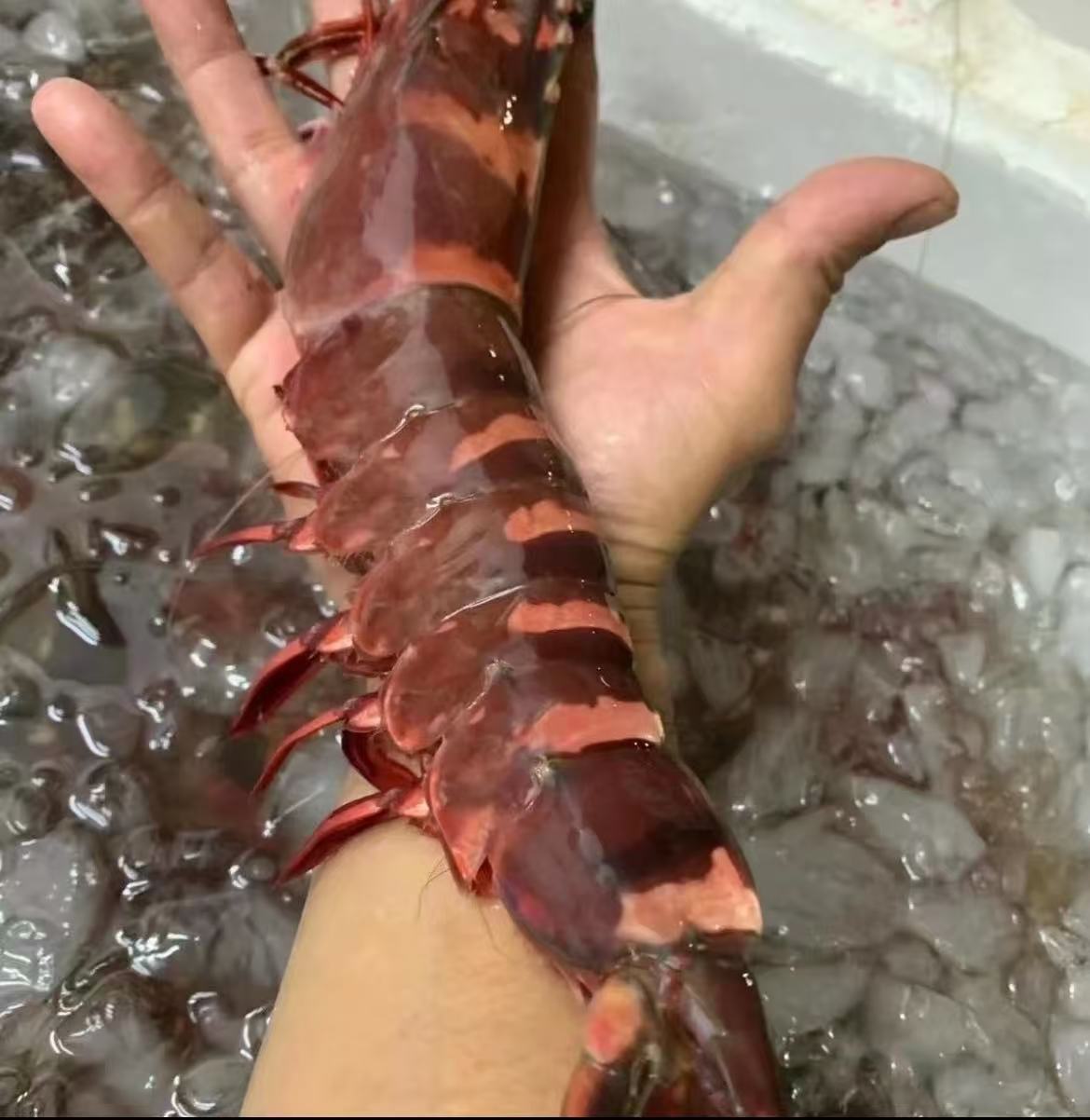 （4-5头/斤）汕尾本港纯野生大鬼虾 顺丰冷链发货