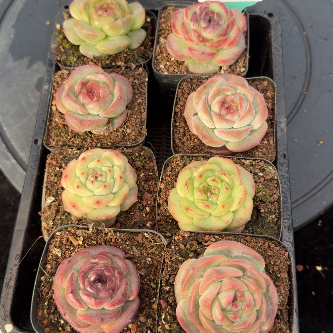 从前慢多肉精选编号1214.20