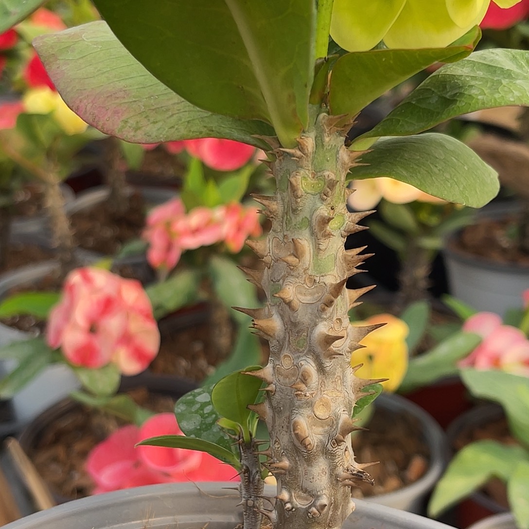 虎刺梅-玉河99（11号）