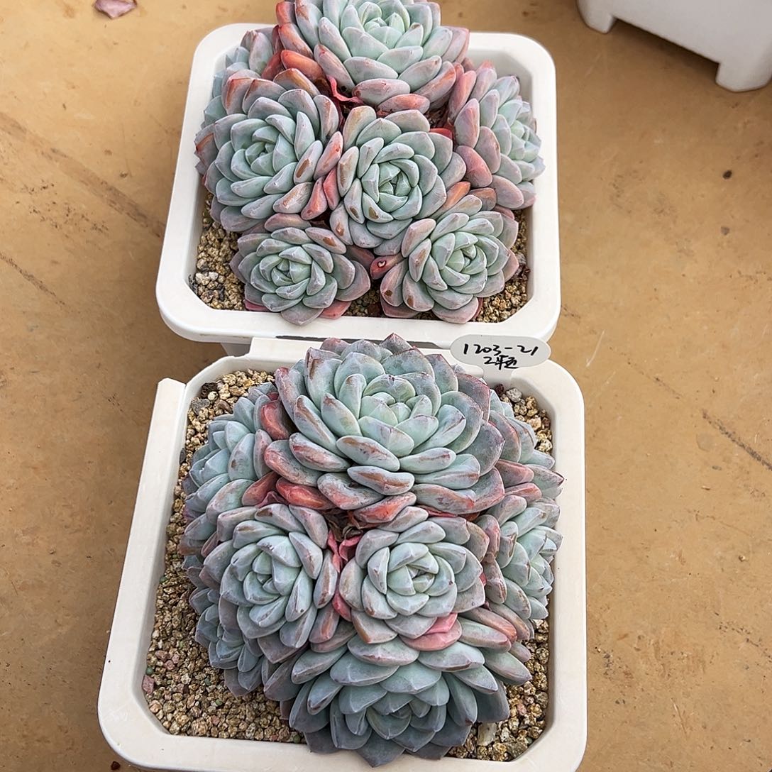 德***卷1203-21冰玉大群2颗