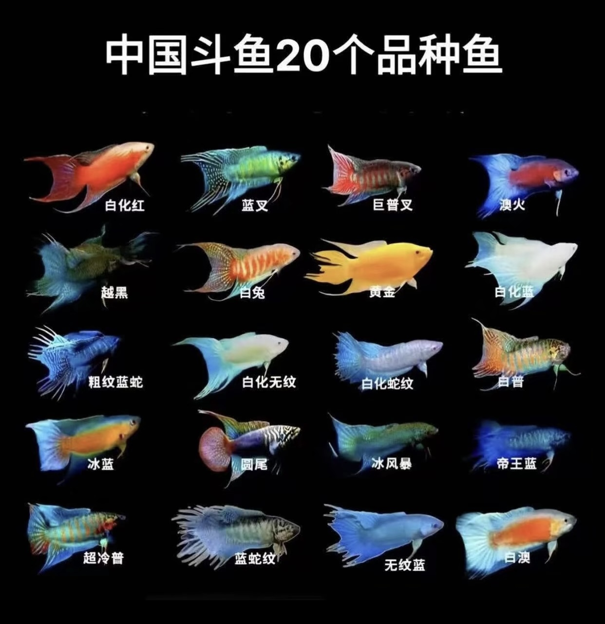 【直播间专拍】一物一拍截图付款中国斗鱼活体观赏鱼