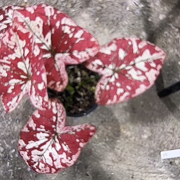 K**K2-0306猩红玛丽彩叶芋泰国发货