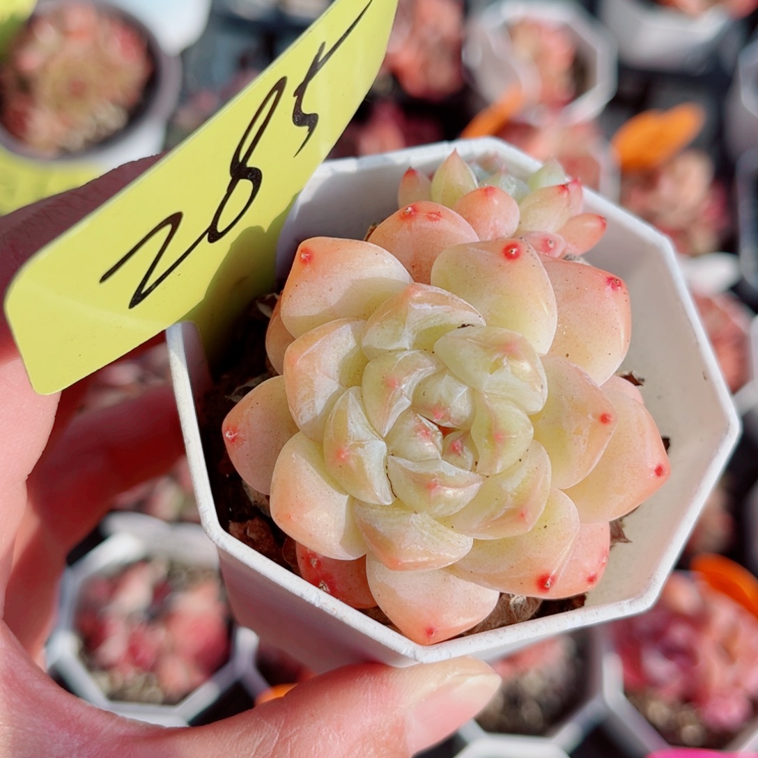 昱****285号小老桩糖心双头