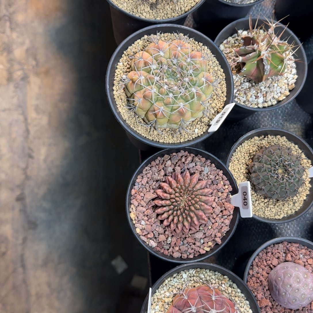 b***贝仙人球一物一拍实生脱土