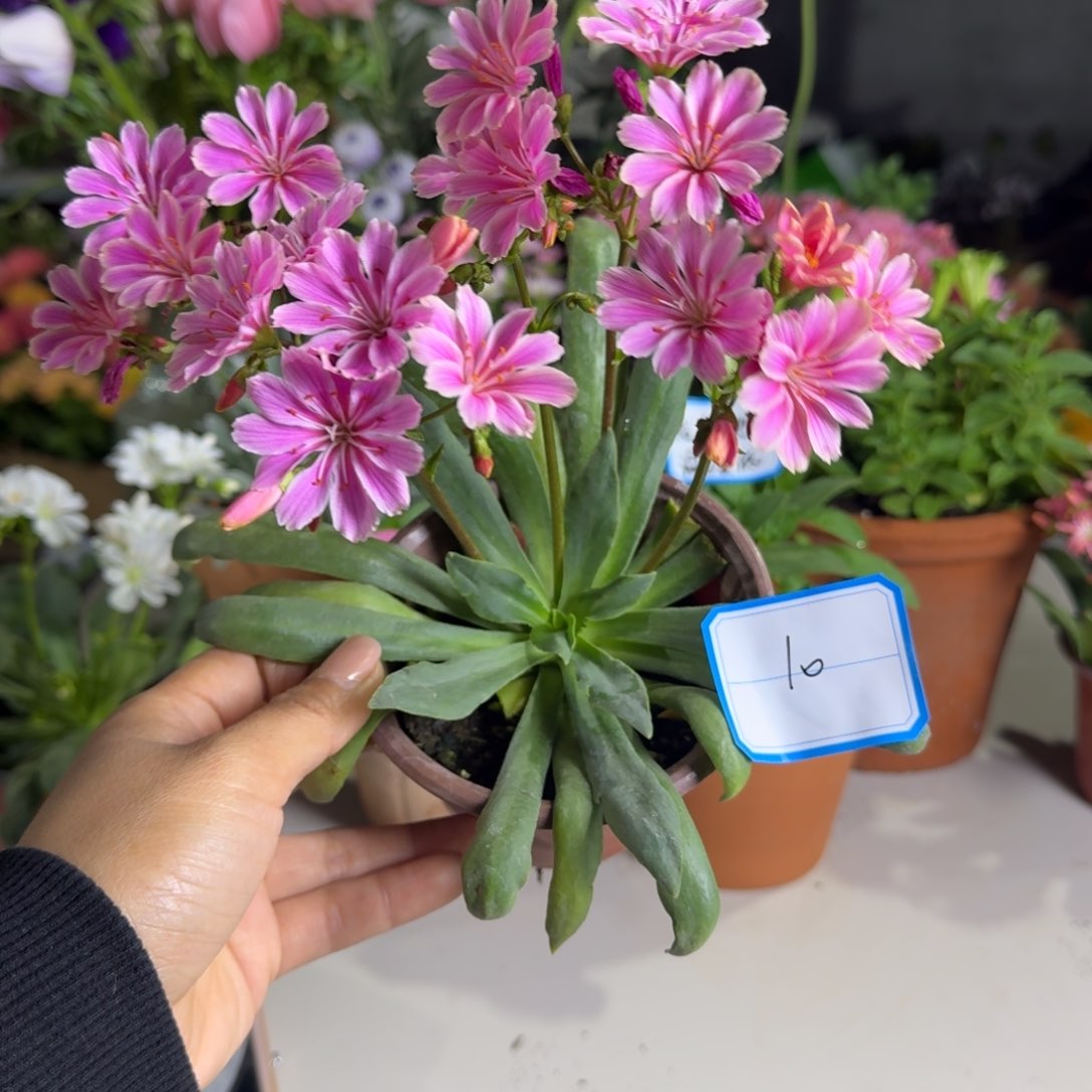 一物一拍  露薇花10号