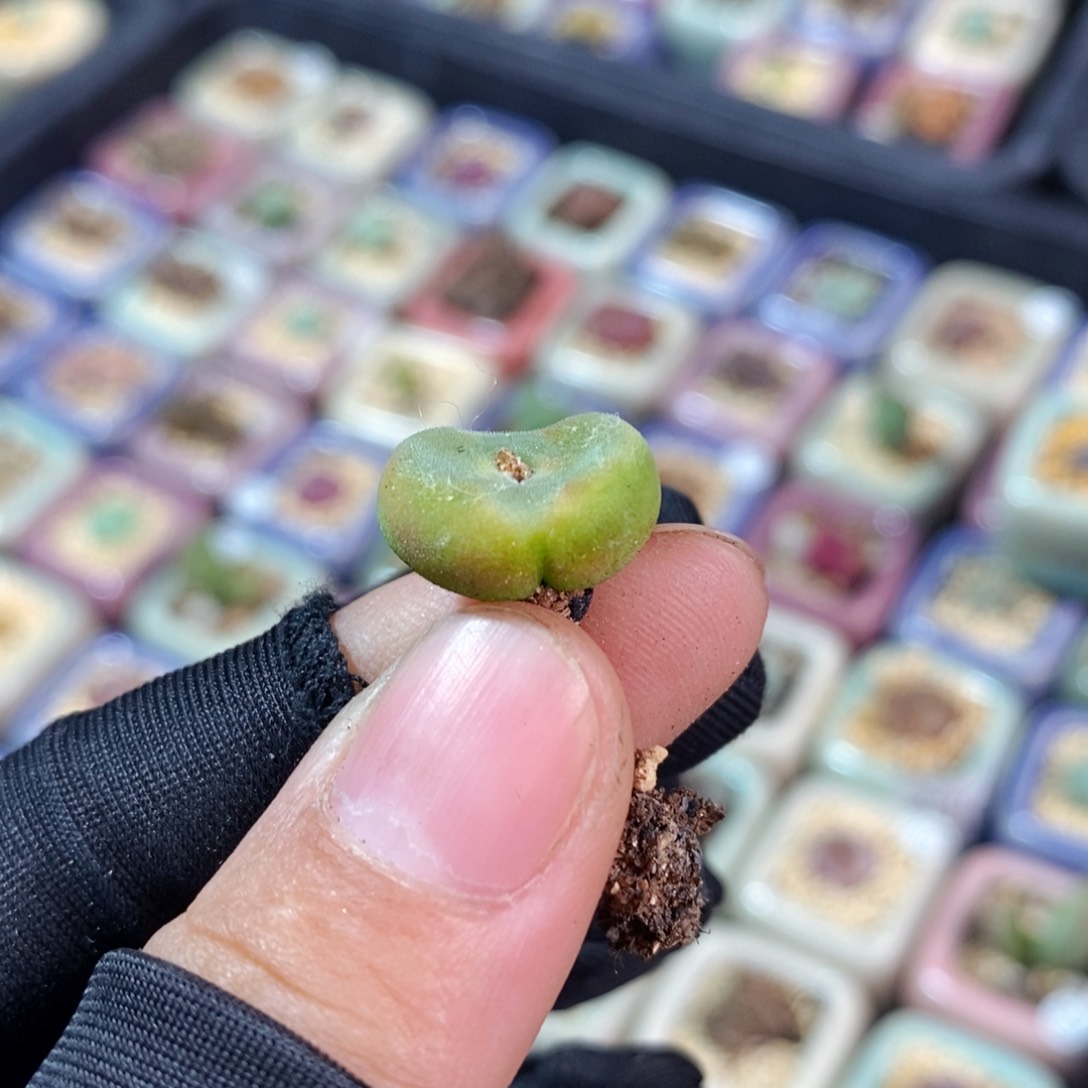 2381-一物一拍 sh 1212