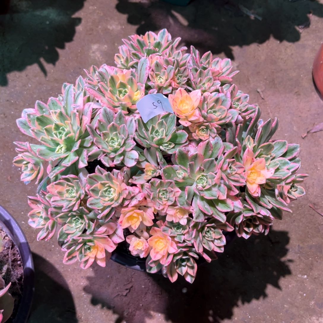 多肉植物甜茶059