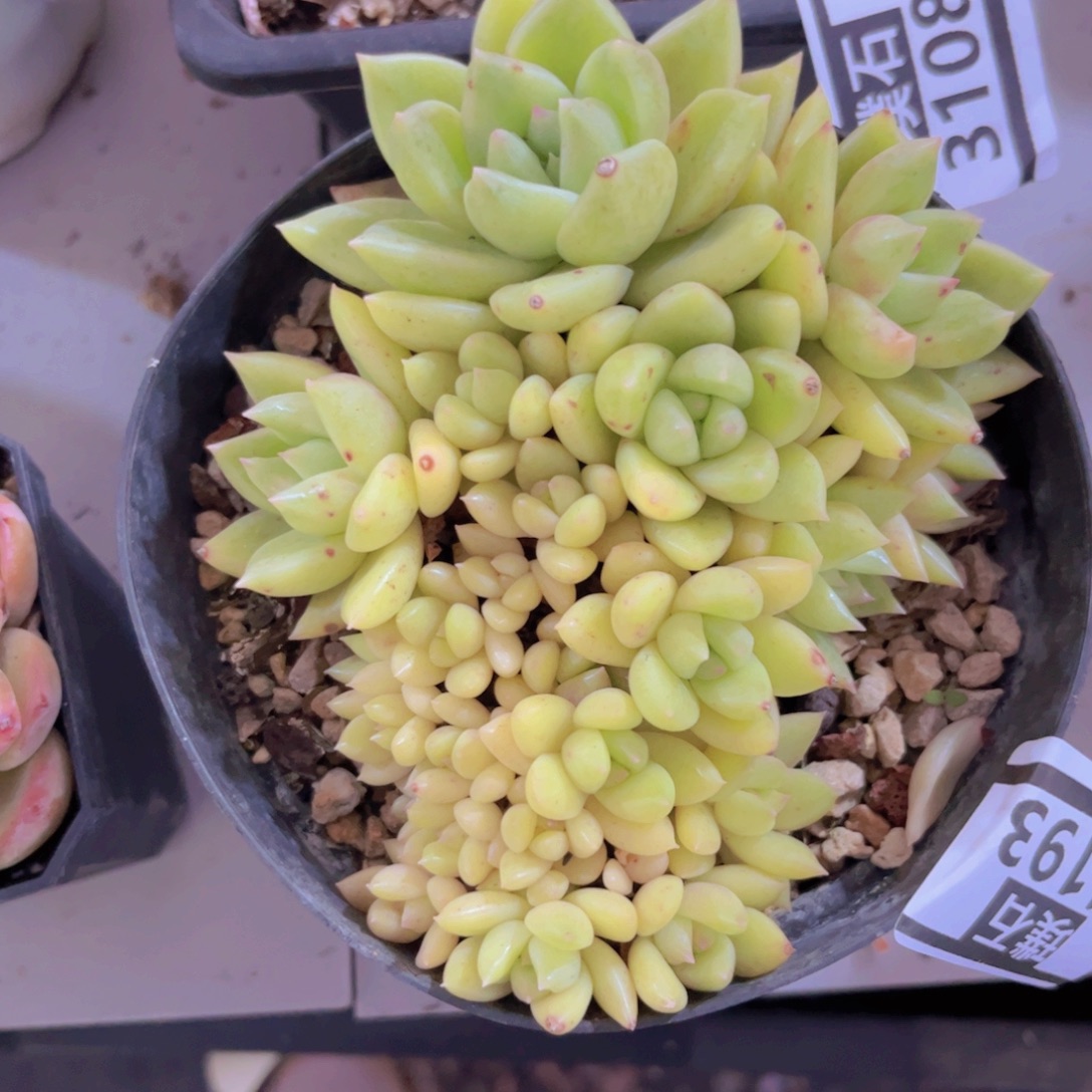 璀璨朵朵缀31193多肉植物