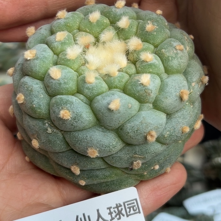 285 无根 仙人球的故事是