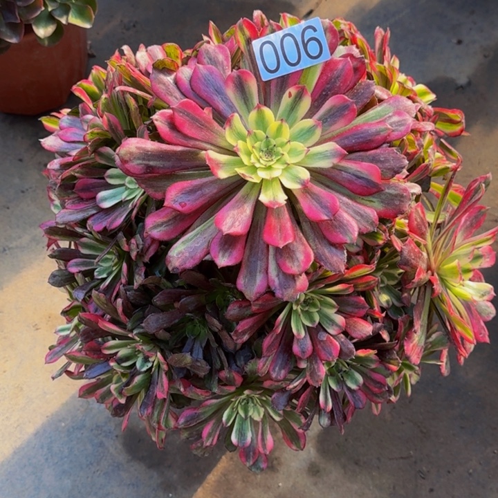 00000000006月蝉0000