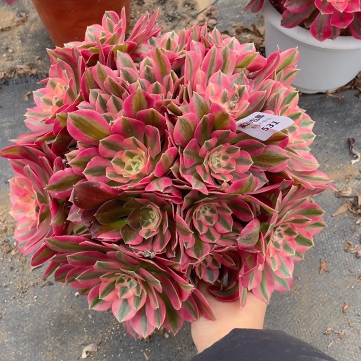 531分女法师多肉断枝不售后