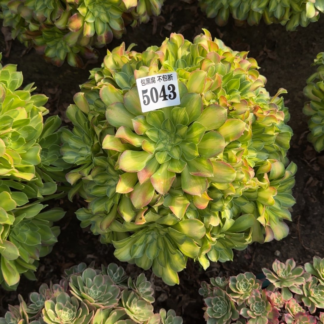 法师韶华5043 18-24