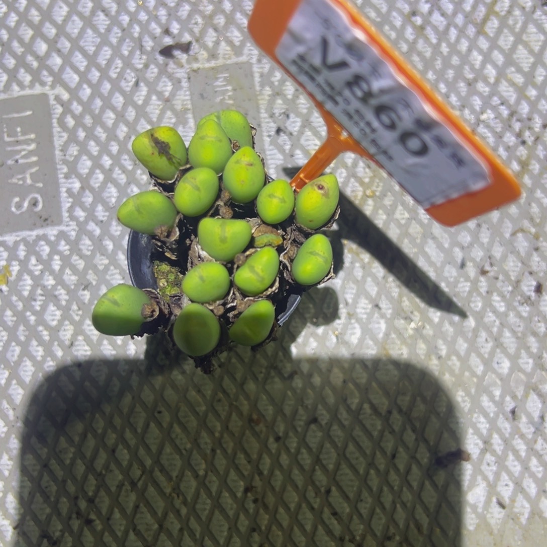 860 一物一拍，默认有伤，介意勿拍，不退不换