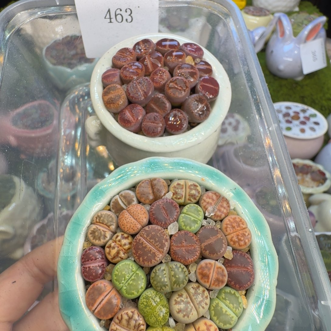 一****多肉植物福利冲463