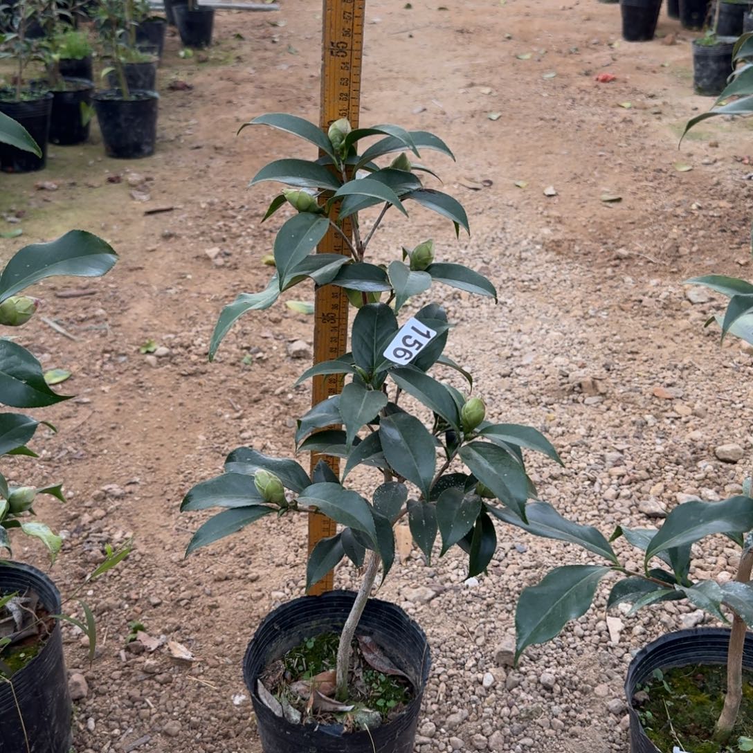 少量花朵（建议范围：2朵-5朵 或40%以下）156黑龙