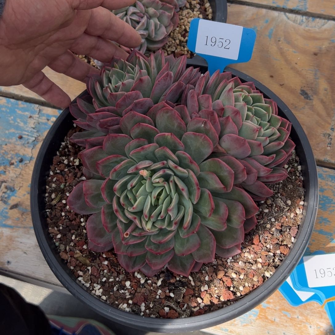 1952肉多么多么多么多哦