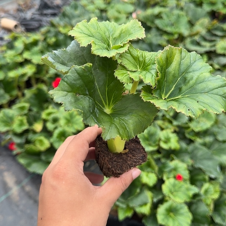 大部分花苞少量开放福利4苗