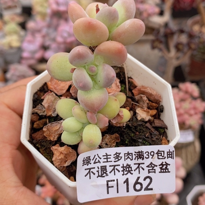 四代苹果奶162多肉植物