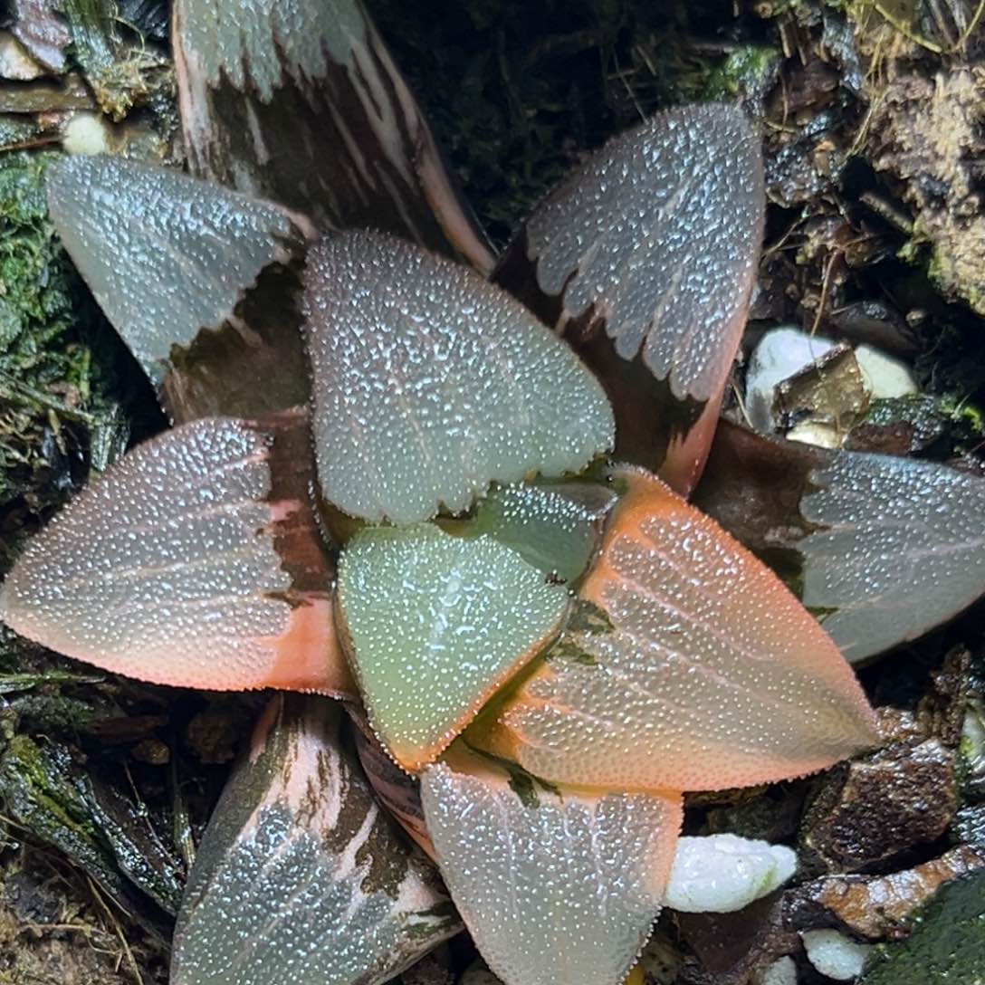 恭喜发财大吉大利939