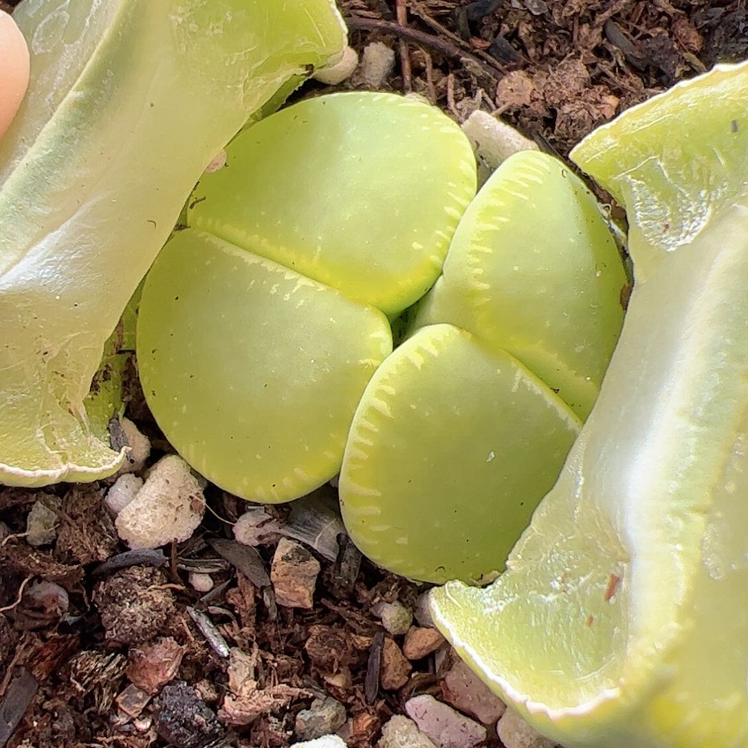 【闪购商品】310 绿光阳