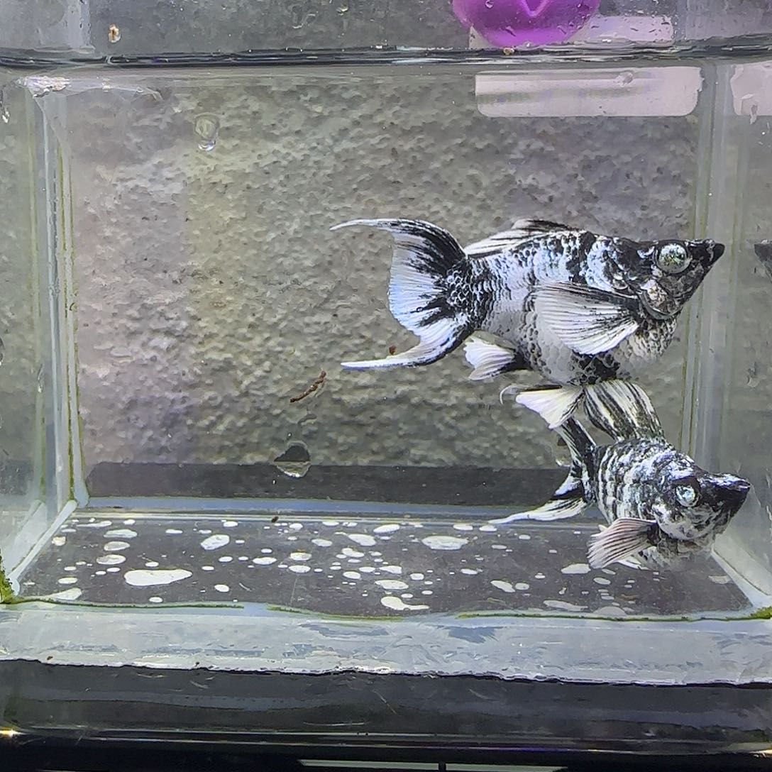 孔雀鱼重墨水墨。52号