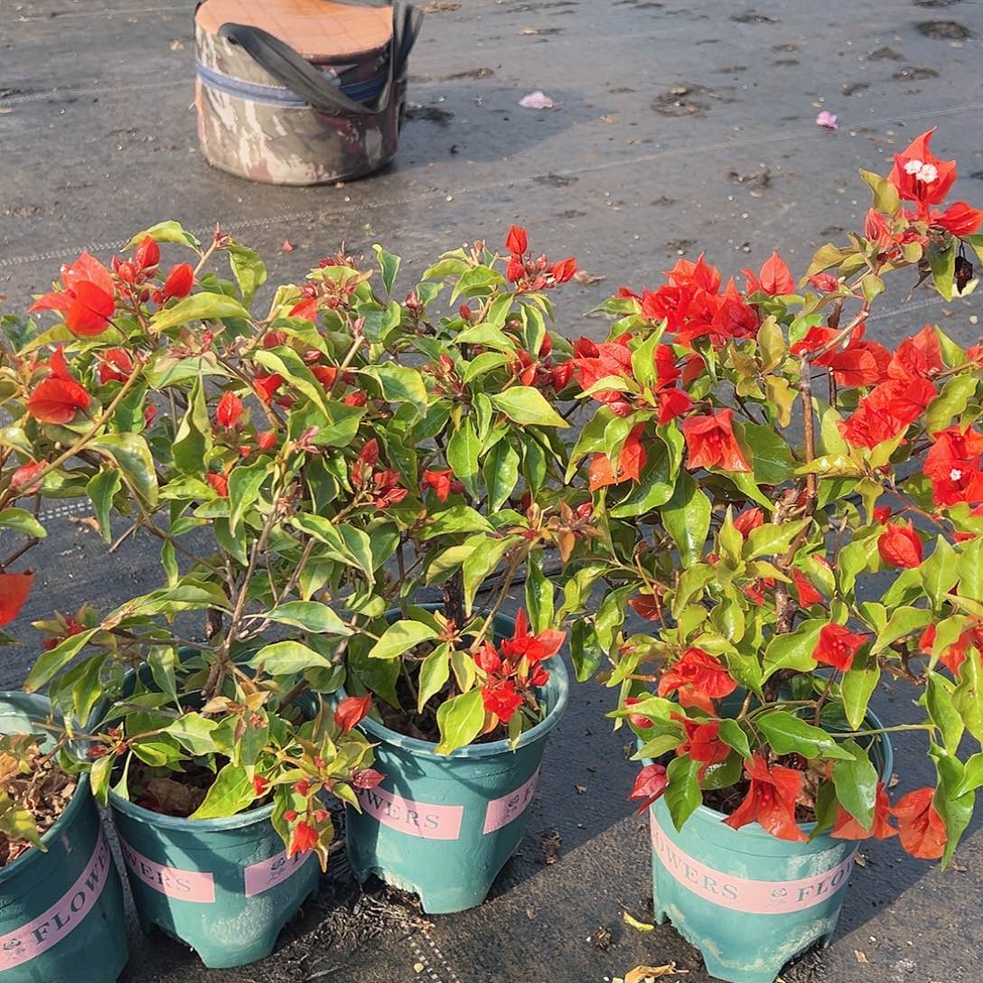 大部分花苞少量开放红桑巴掌中宝一颗