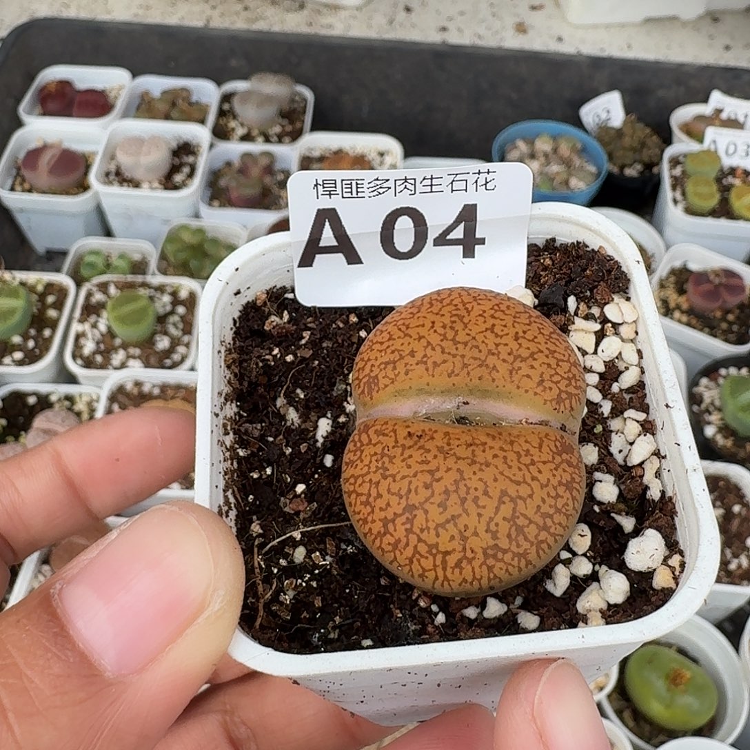 4多肉植物多肉植物