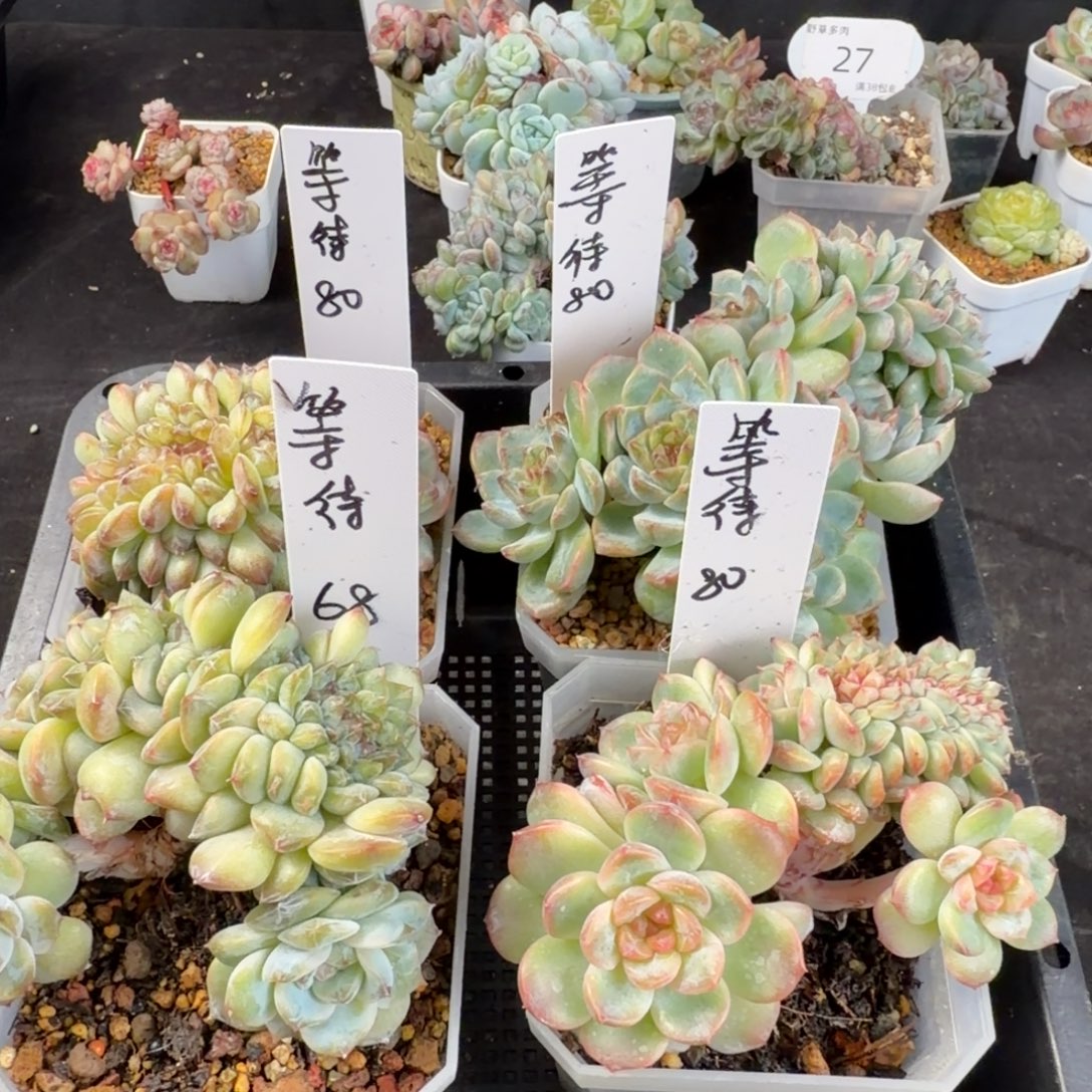 等***待等待四颗缀化包邮