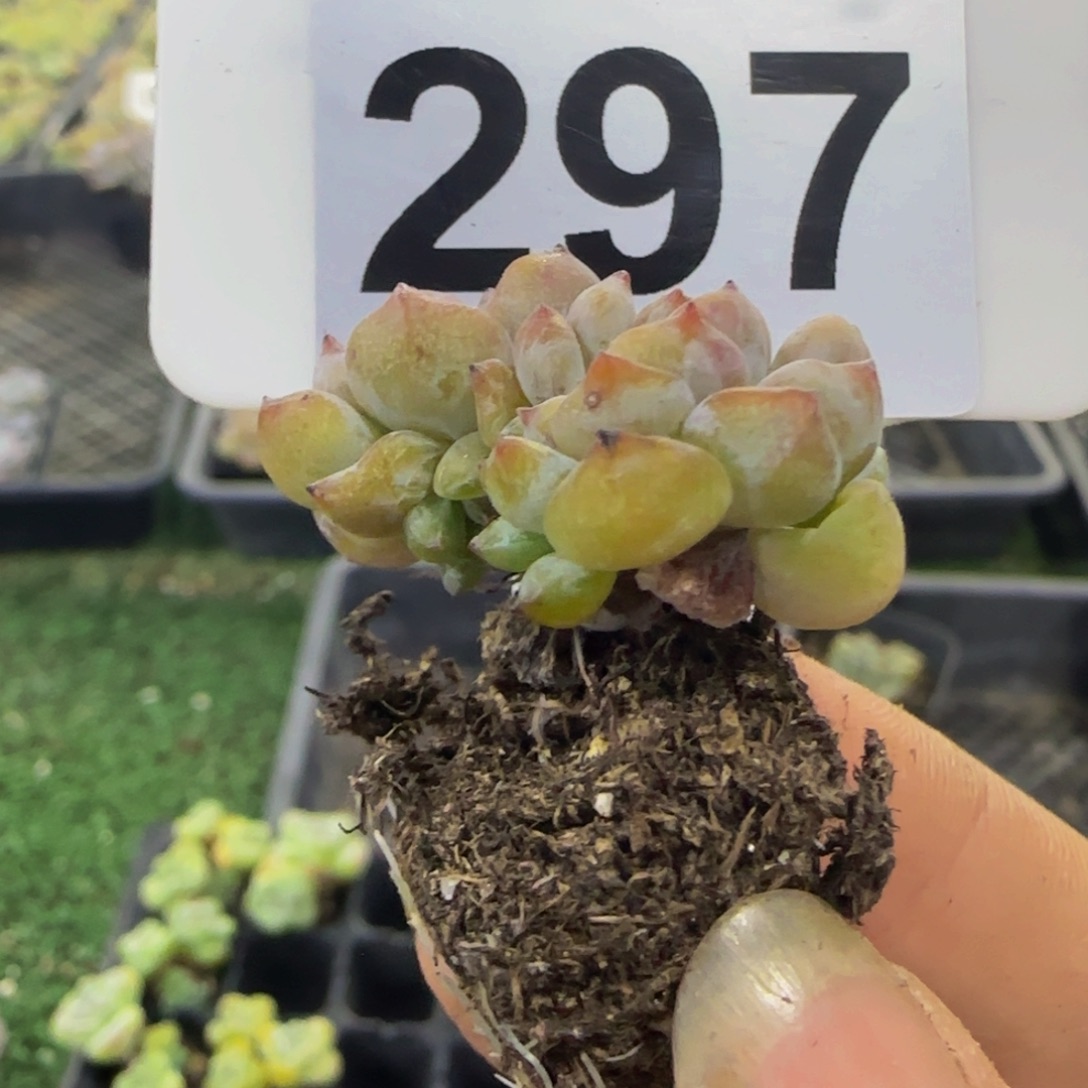 297 号一物一拍特价福利