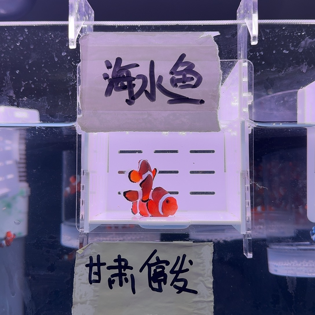 海水鱼5+配4+精品黑边公子一对