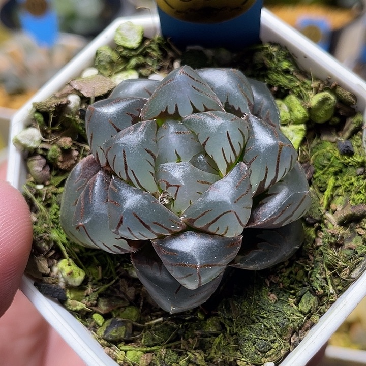 686皓月玉露福利一物